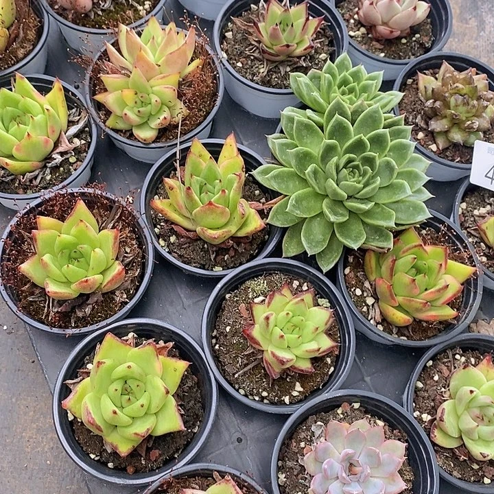 41 多肉植物盆栽花卉植物