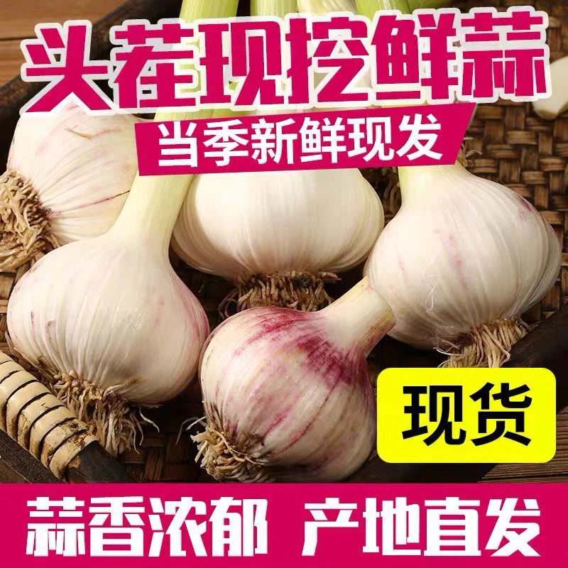 天津本地新蒜湿鲜蒜，顺丰包邮