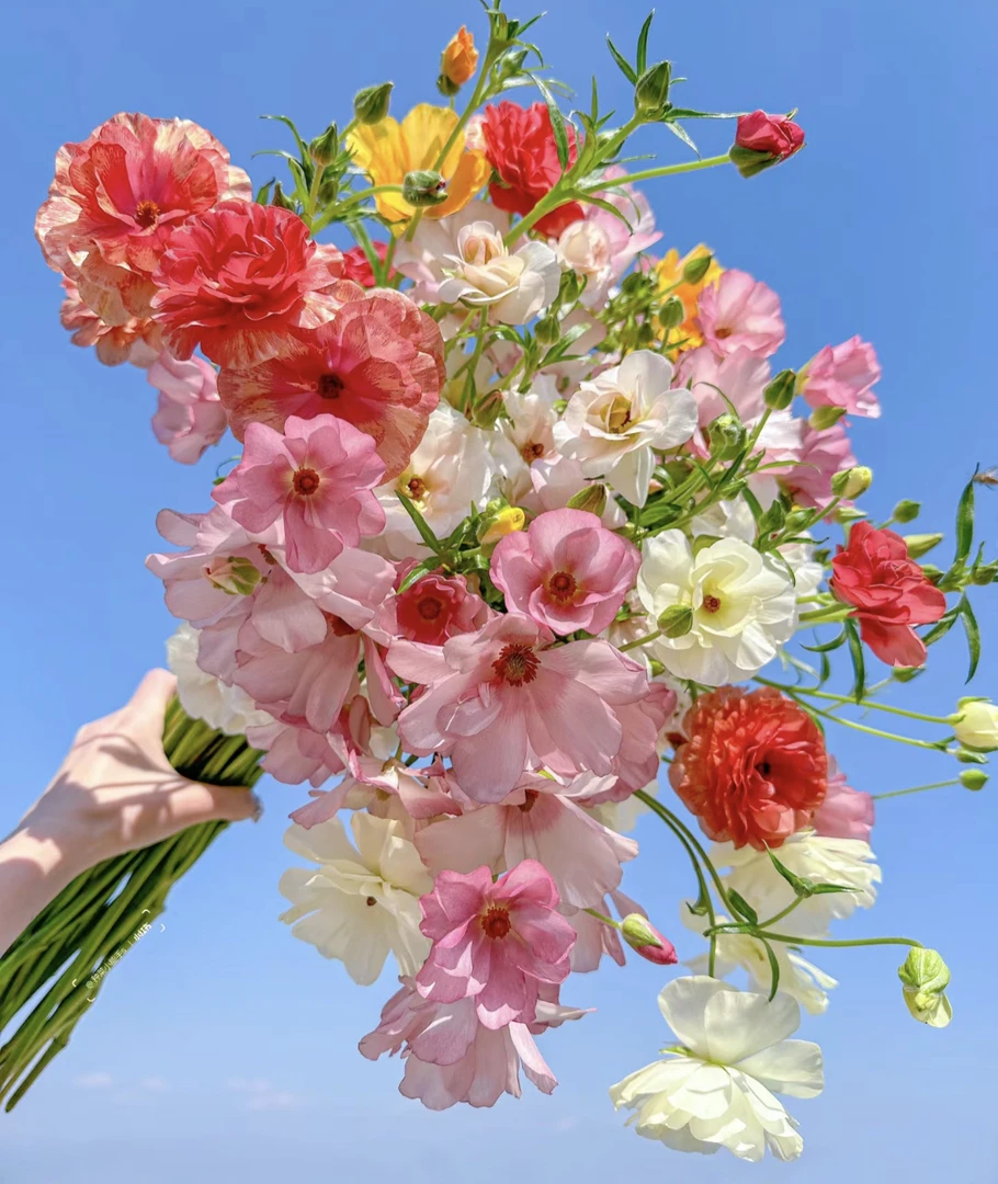 AA级胡蝶洋牡丹云南基地直发新鲜多色水培鲜花送人礼物花束