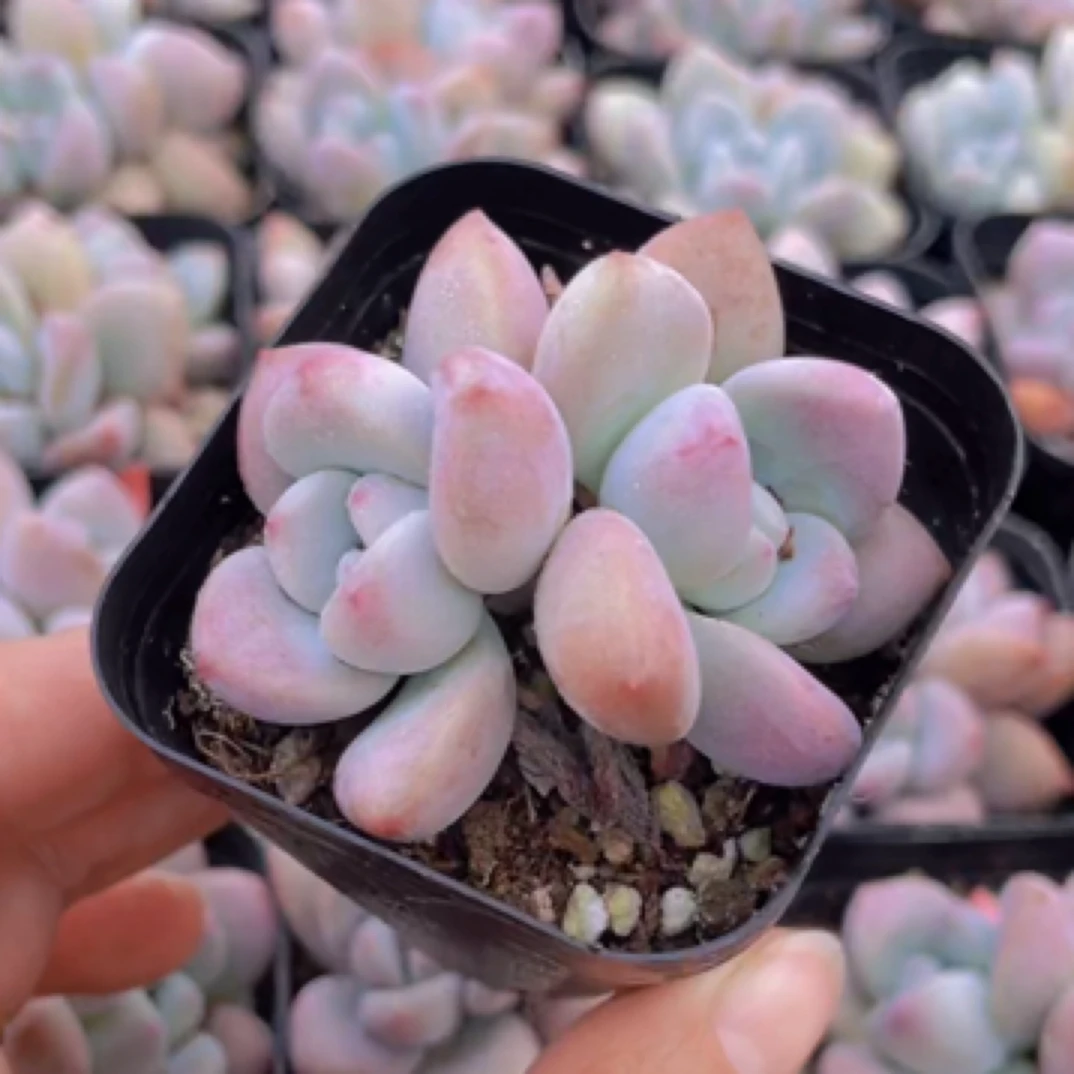 【满9.9包邮】奥普双头6.5cm盆多肉植物美肉阳台办公室花卉