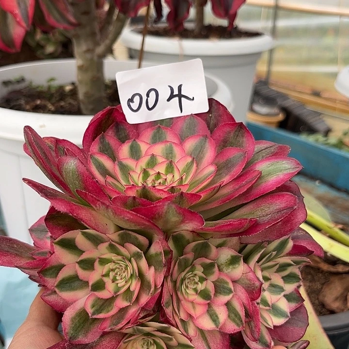 004倾城多肉植物