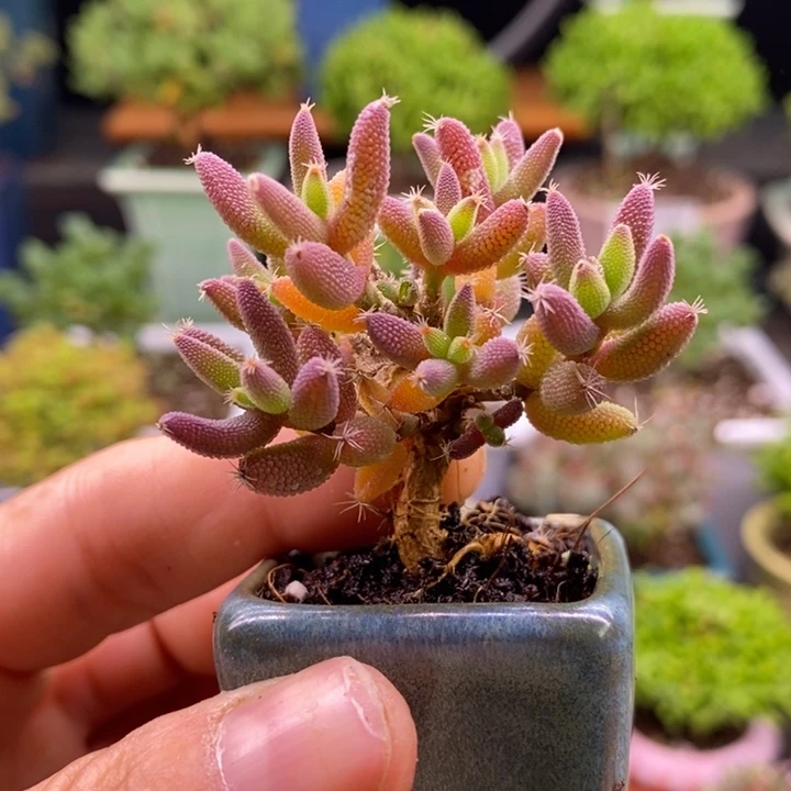 无花朵254实生玉米