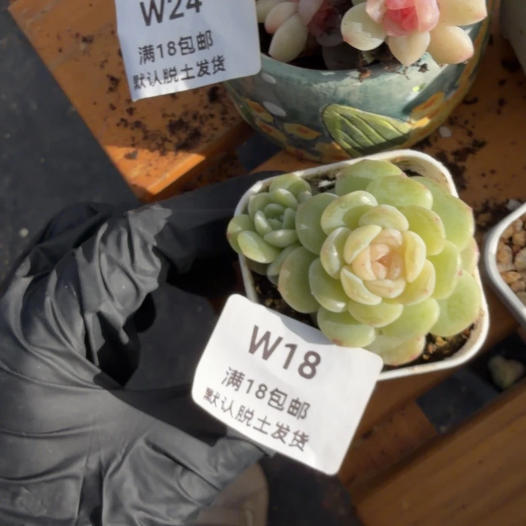 东篱下多肉植物哈哈哈18