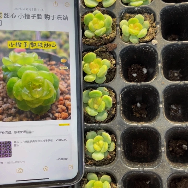 李铁锤甜心飘枝甜心