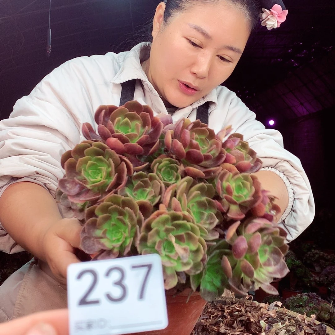 柒柒精品多肉脱土发货不包断侧枝处理237