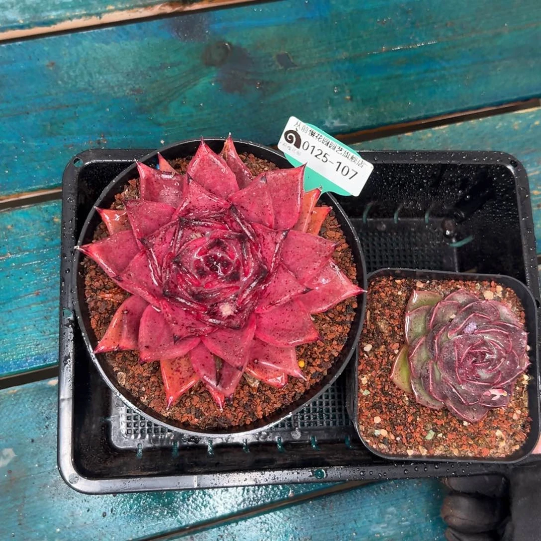 多肉一物一拍编号0125-107