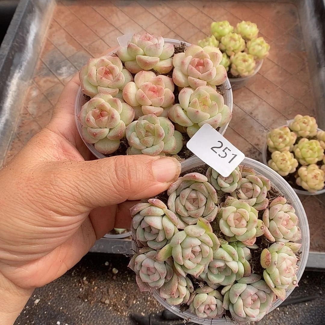 一物一拍一物一拍1028-251