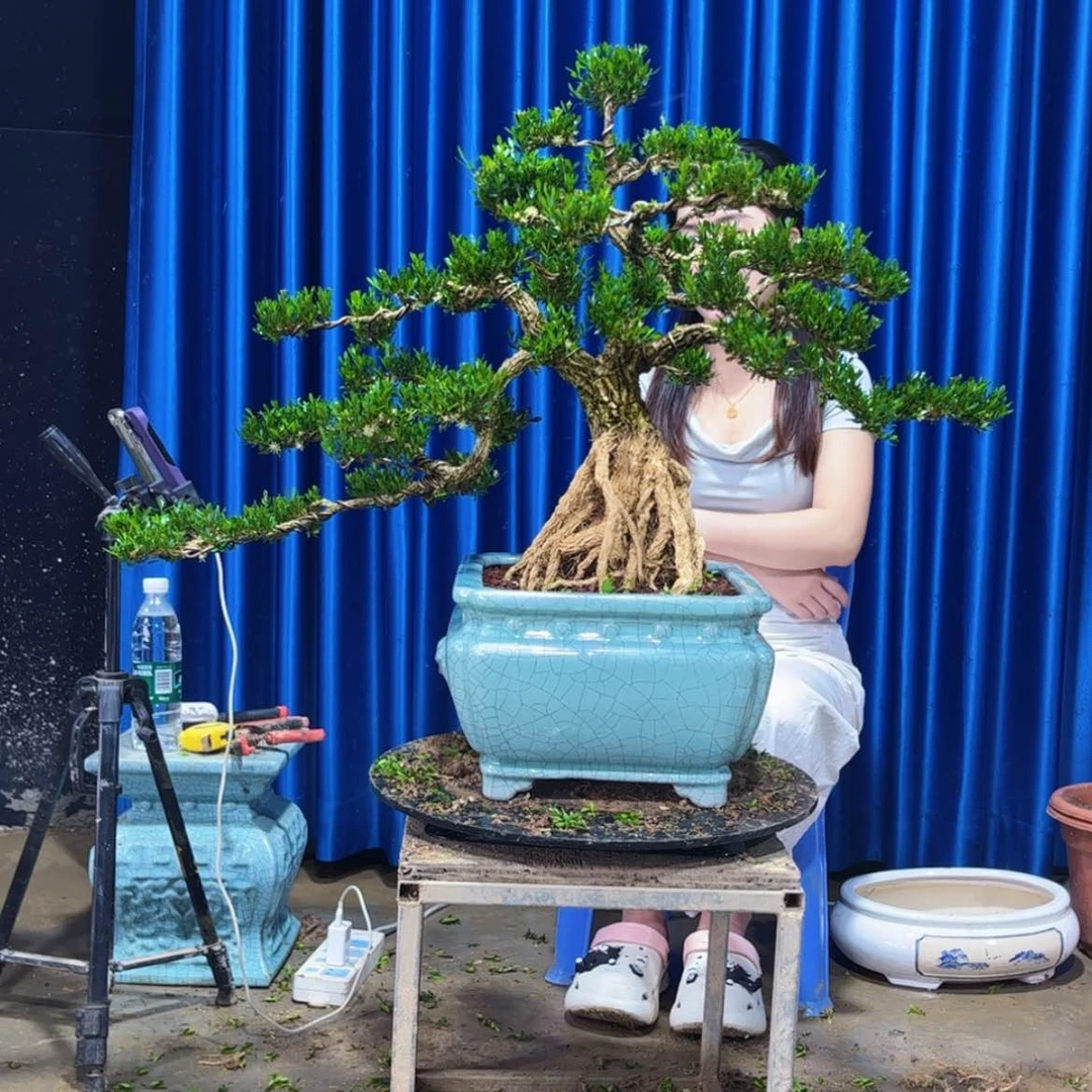 【闪购商品】广东雀舌黄杨盆景