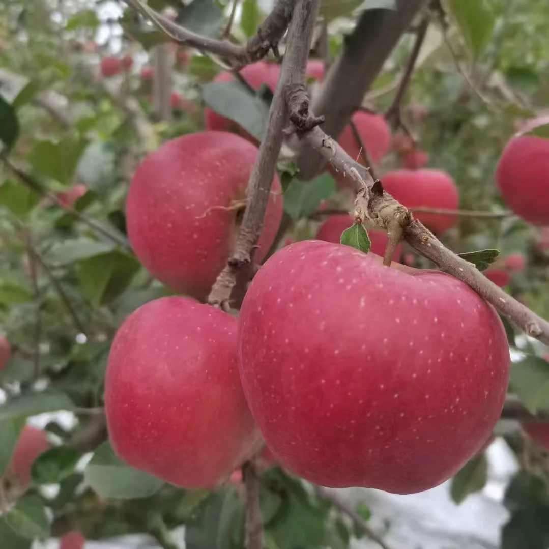 【云南昭通】新鲜采摘当季水果嘎嘣脆甜多汁产地直销昭通丑苹果