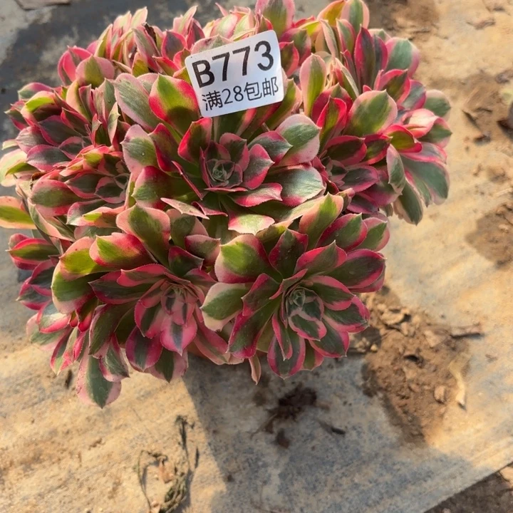 773妖月不包断头多肉773