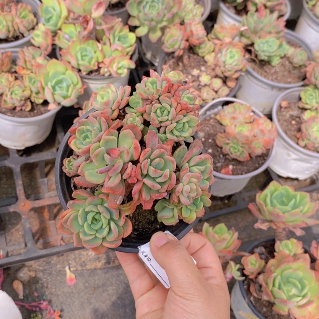 466芬达整桩一物一拍