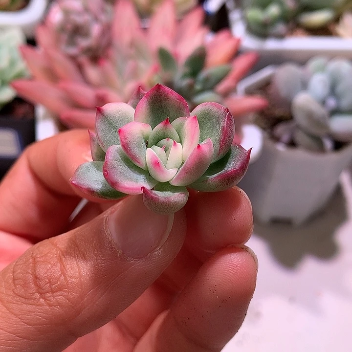 弗罗瑞安娜锦侧芽