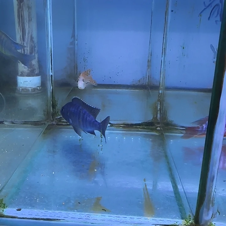 情***哥海水鱼129号1111111