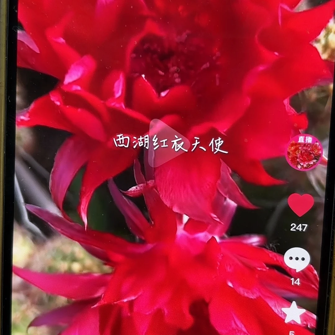红衣天使彩侧牙20包邮仙人球56
