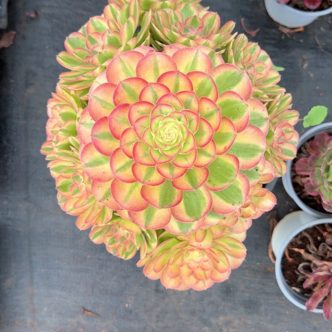 梦***梦多肉法师轮回，寄养10月末