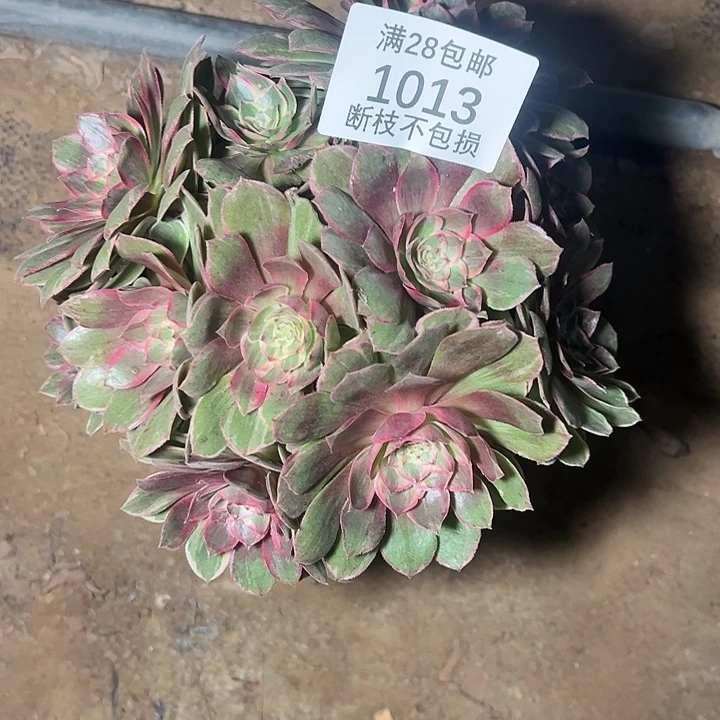 1013莲花座多肉植物