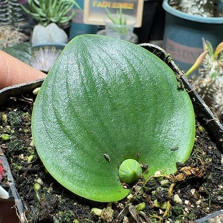 174茉莉镜带盆发货