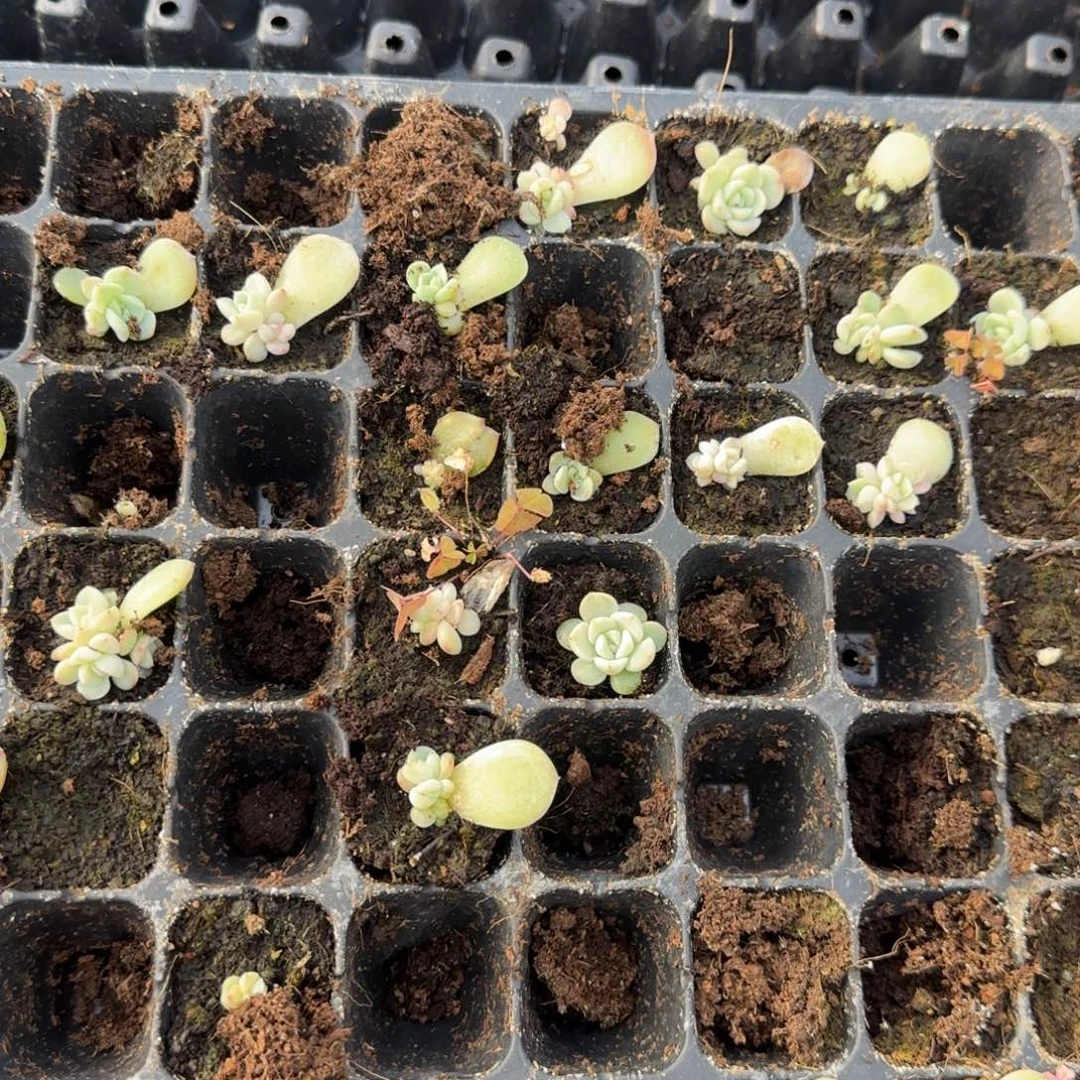 竹马穴2个满25包邮