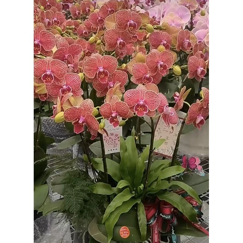 引进新品2个花剑【T21】蝴蝶兰花期能开6-7个月  3.0大杯