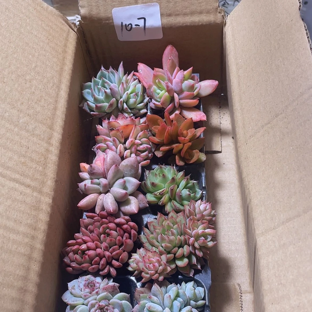 【闪购商品】10颗-7