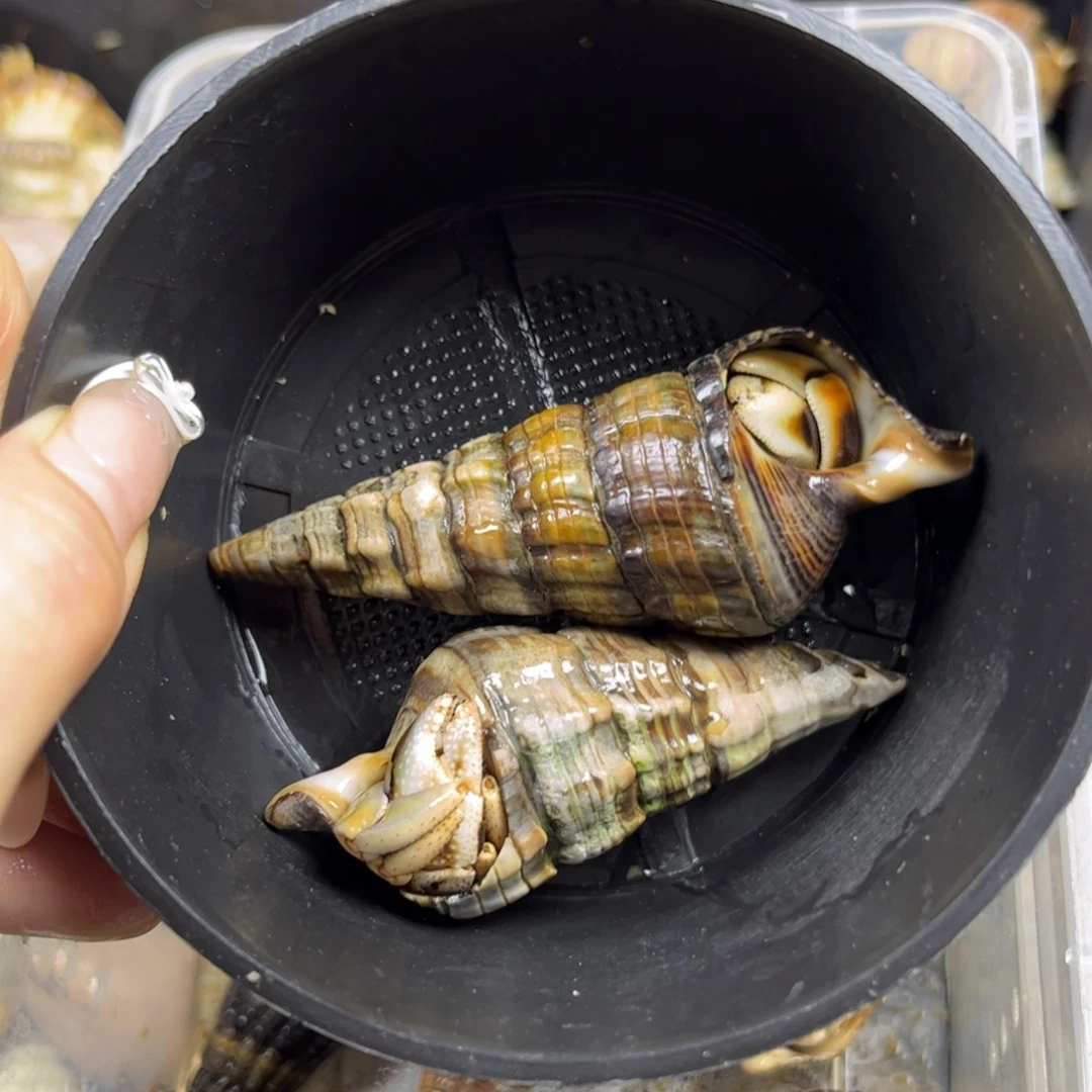 马岛深紫cp组合白底和奶黄包