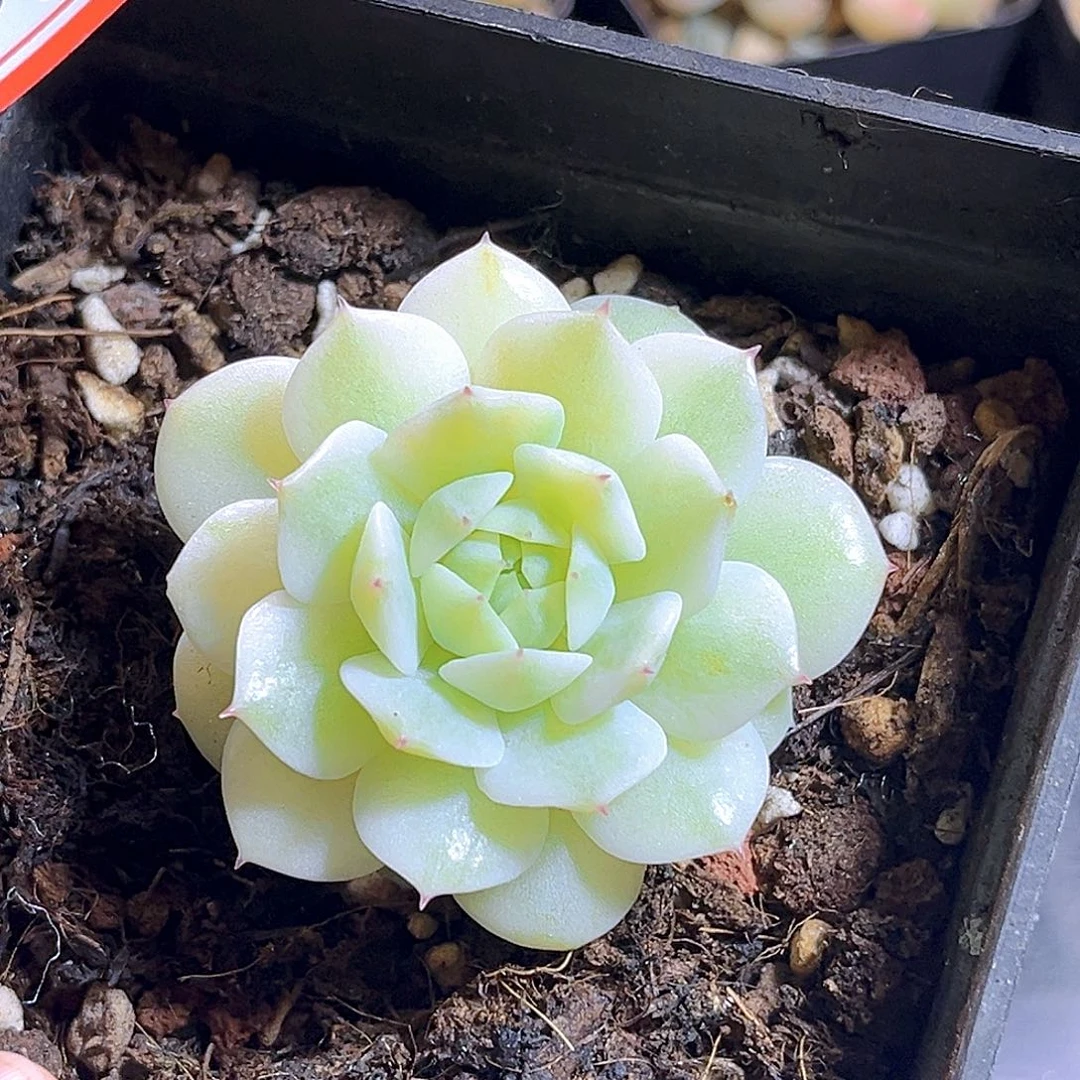 H724  静夜锦 满18包邮