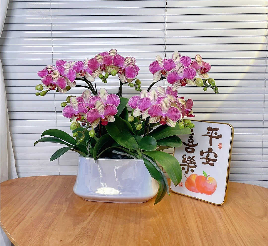 【双色鸟】年宵花 高端鲜花  易养花期长 送礼 家居摆件