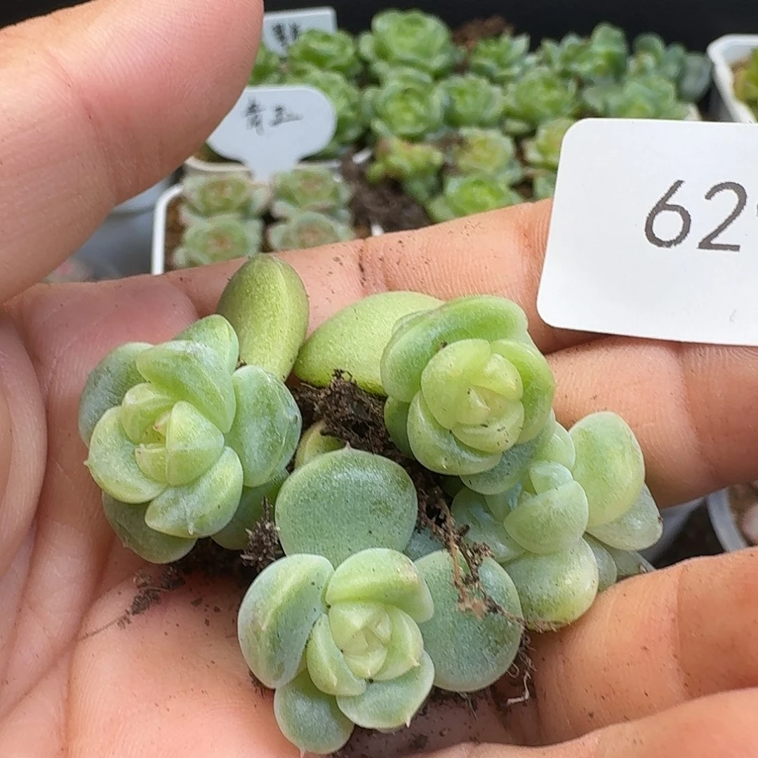 一物一拍一物一拍917-629