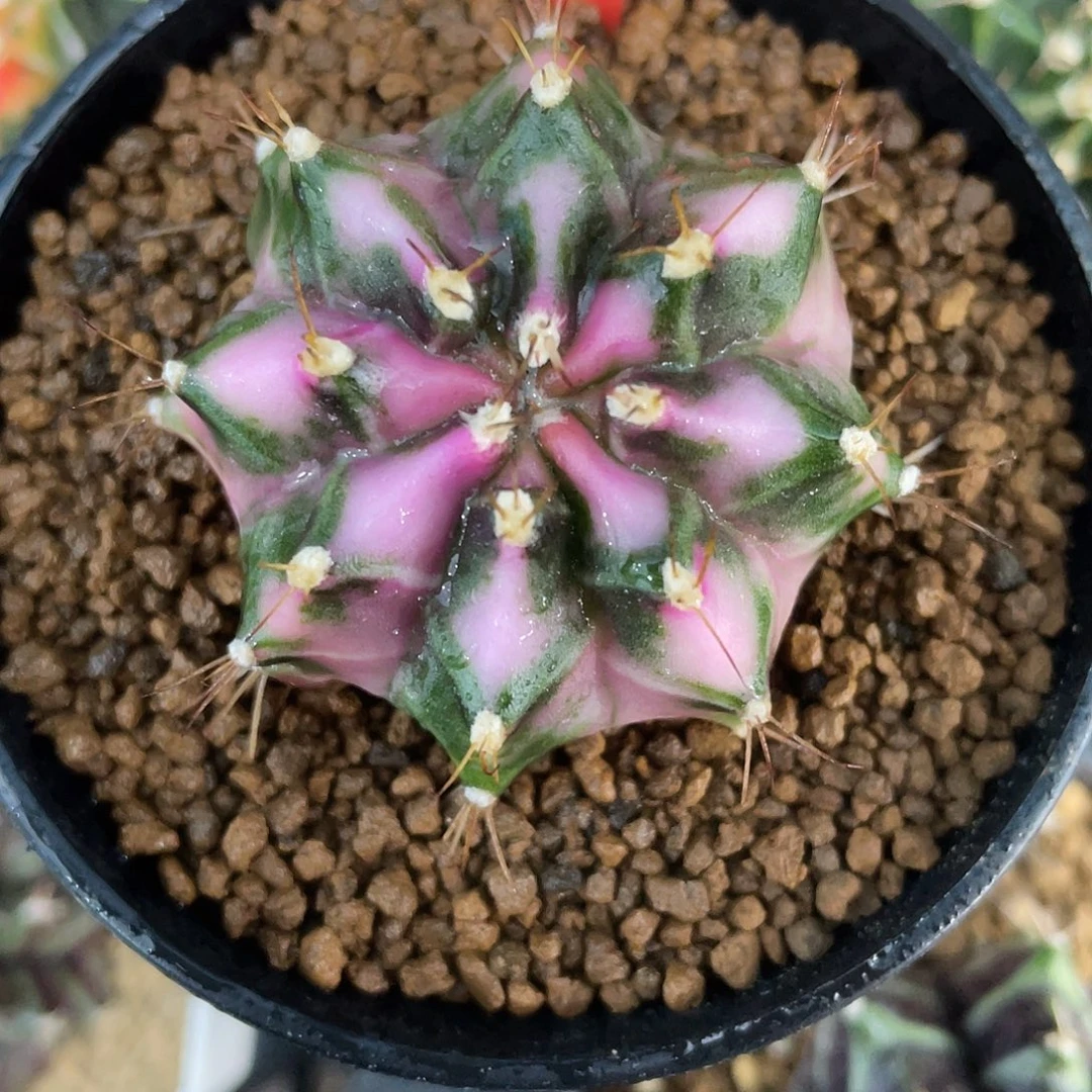 1-58粉钻4.3厘米…