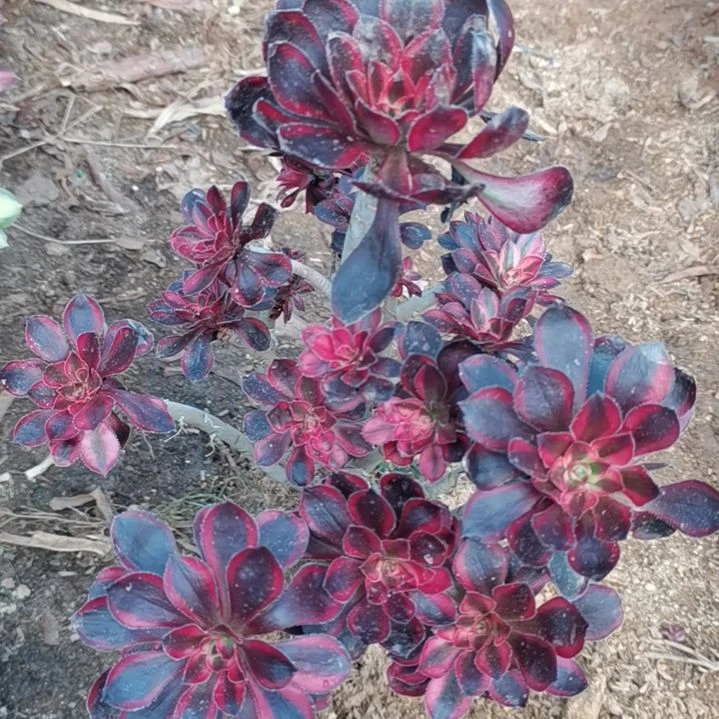 香奈儿多肉法师多肉3