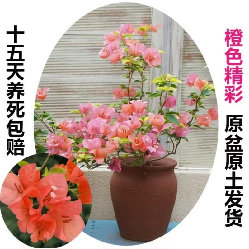 橙色精彩（三角梅）原生大苗四季开花老桩爬藤植物