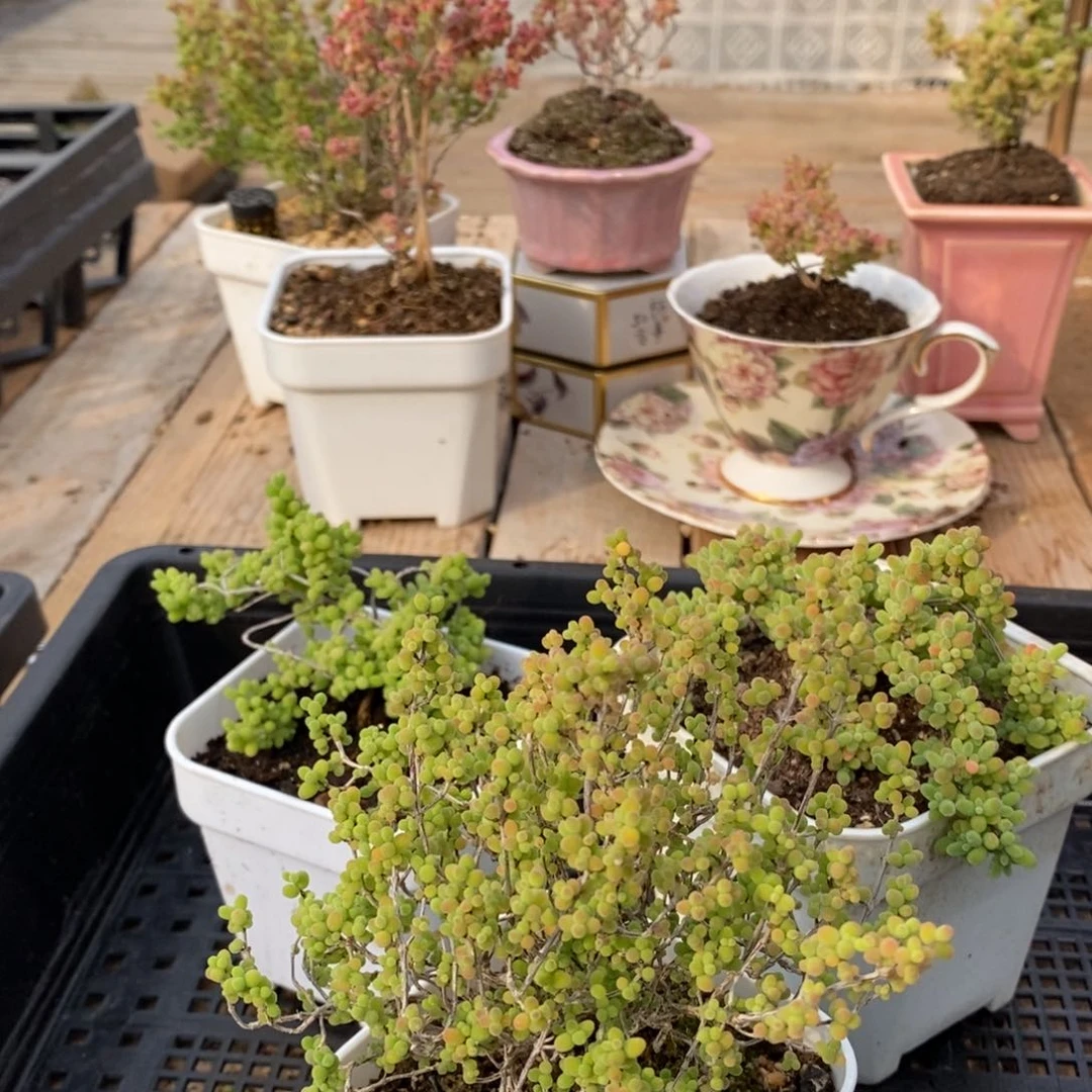 枝干蜜桔糖球来咯453