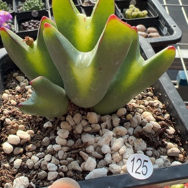 125号这颗多肉有点好看
