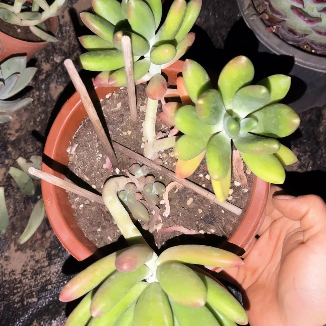 金长9.99多肉植物