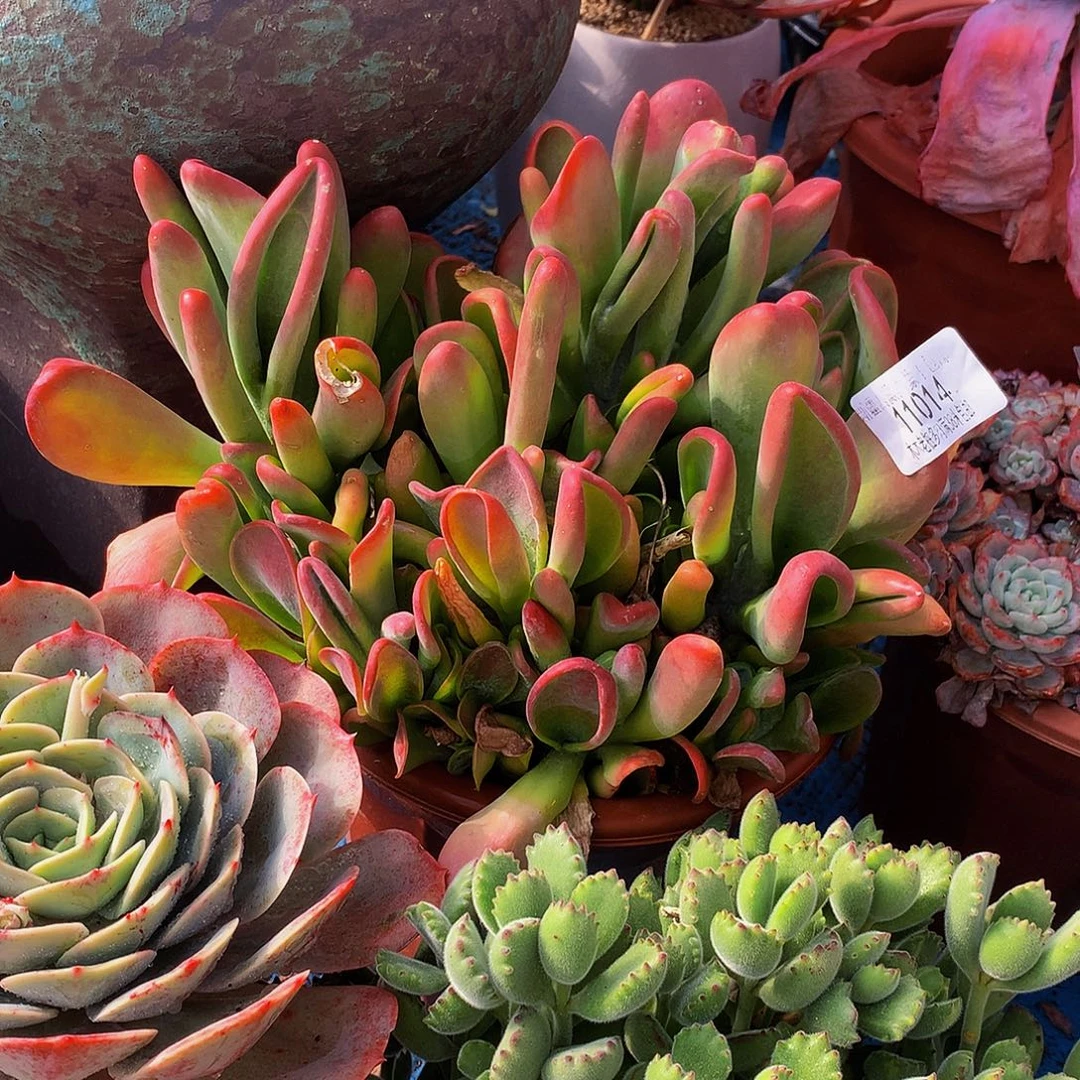 d***3    火狐狸多肉11014