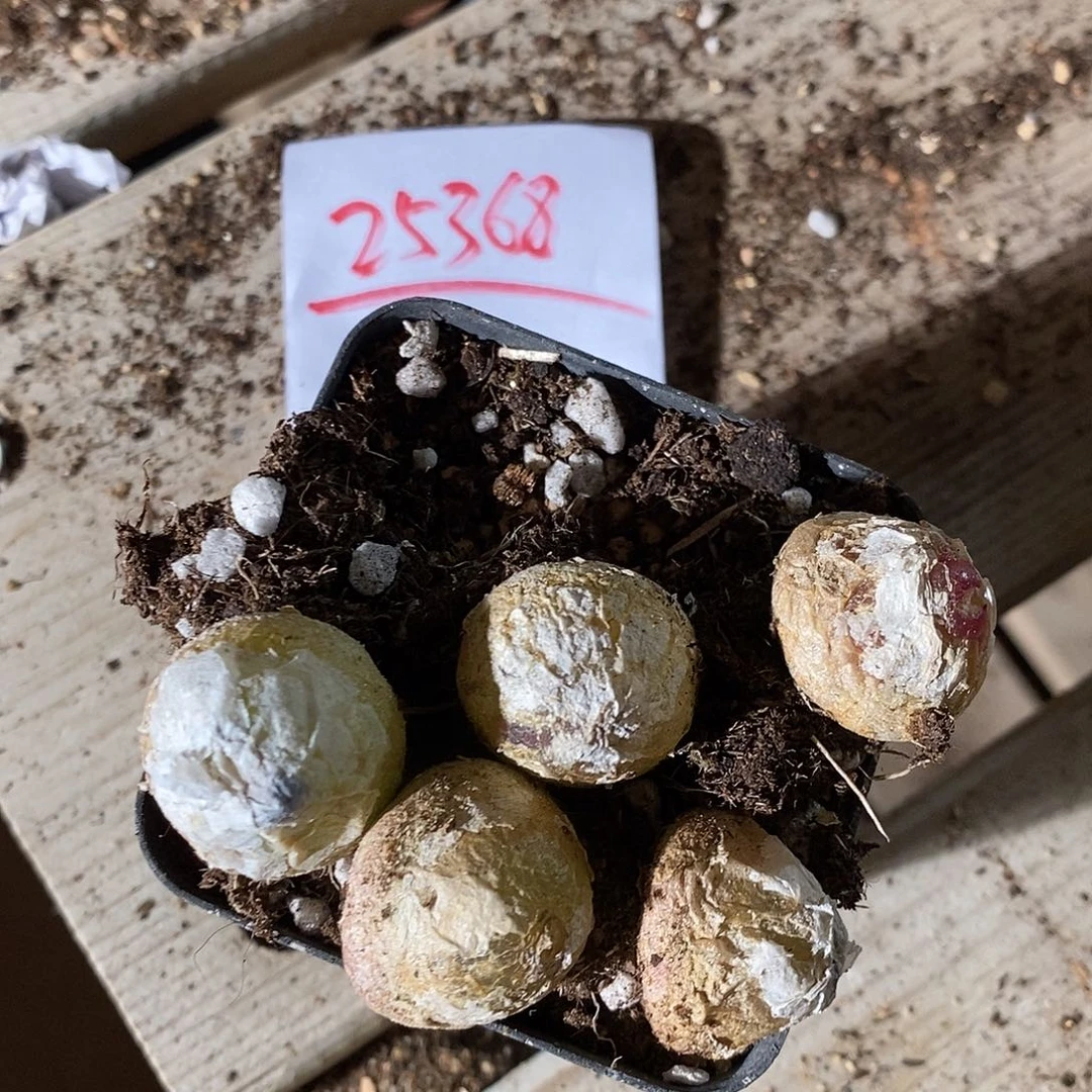 25368。灯泡一颗。2.3加。