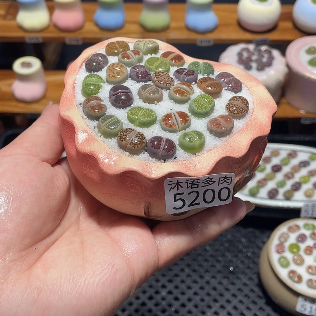 带盆土植物 一物一拍5200