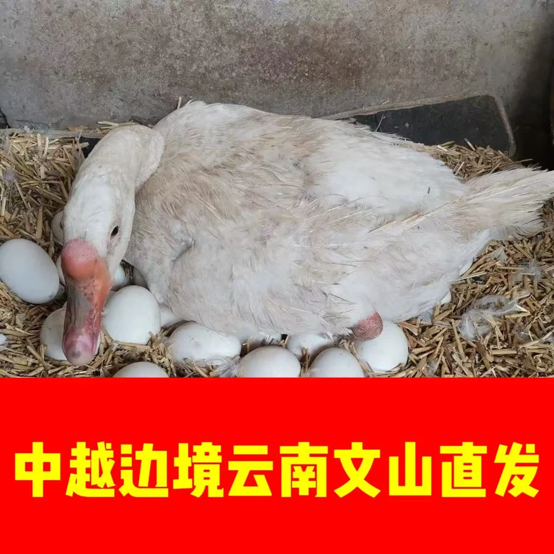 中越边境云南文山一寨一品农家散养鹅蛋