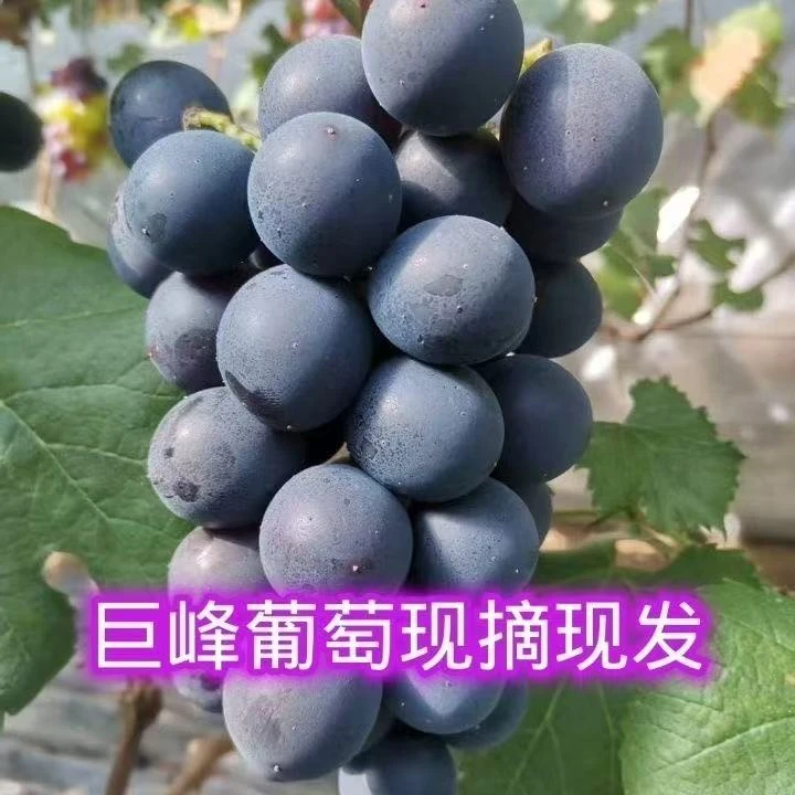 马陆光头葡萄园-巨峰葡萄 新鲜采摘 产地直发 顺丰直达