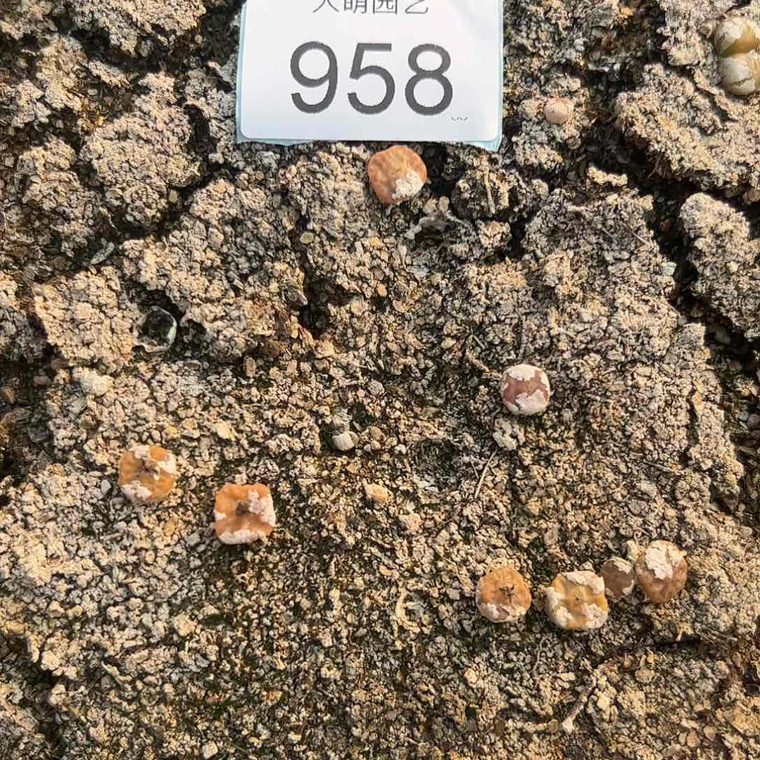 量拍烧麦3颗一组      958