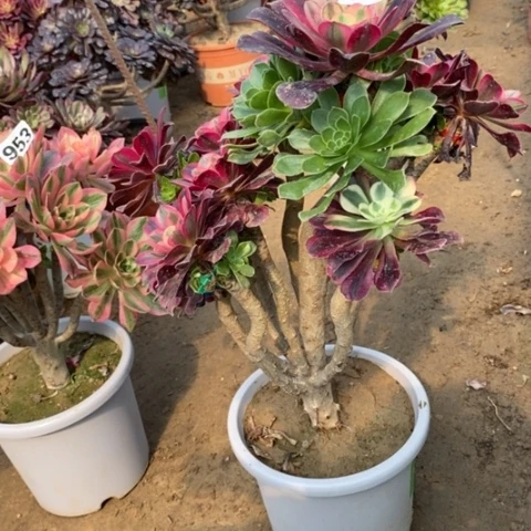 998嫁接美杜莎多肉法师