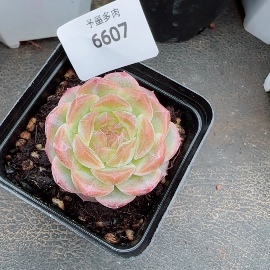 无尽灯，6607多肉植物