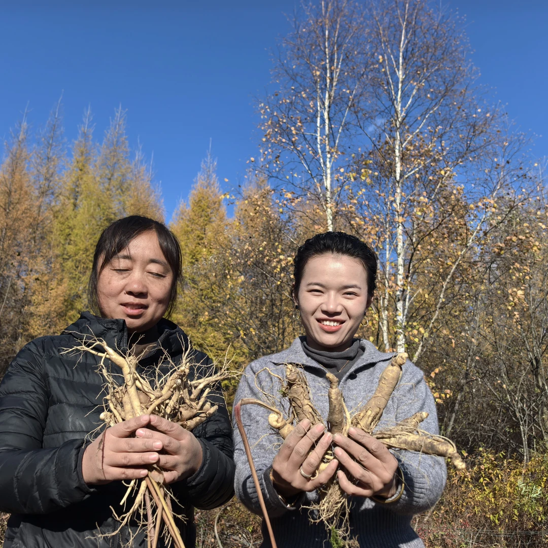 长白山新鲜现挖带土5岁以上鲜参