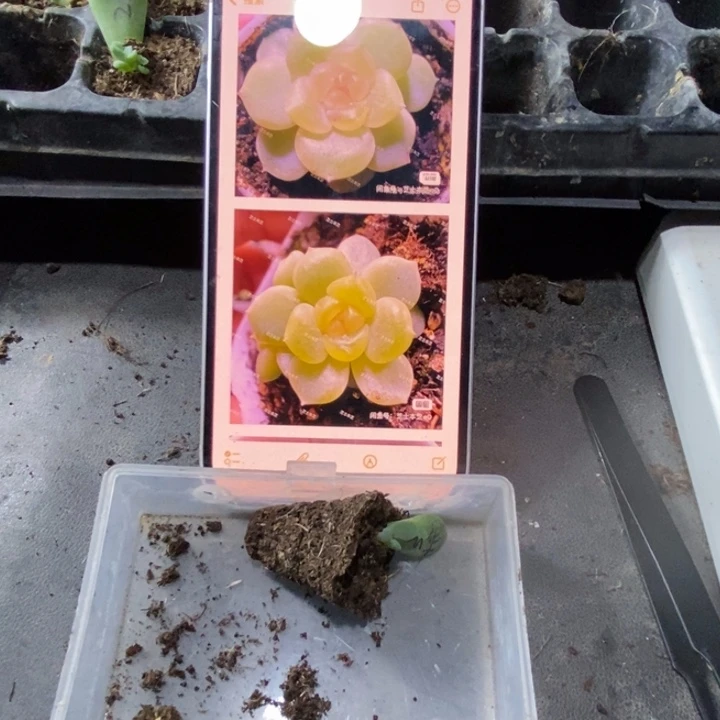 穴盘1703芽苗一个