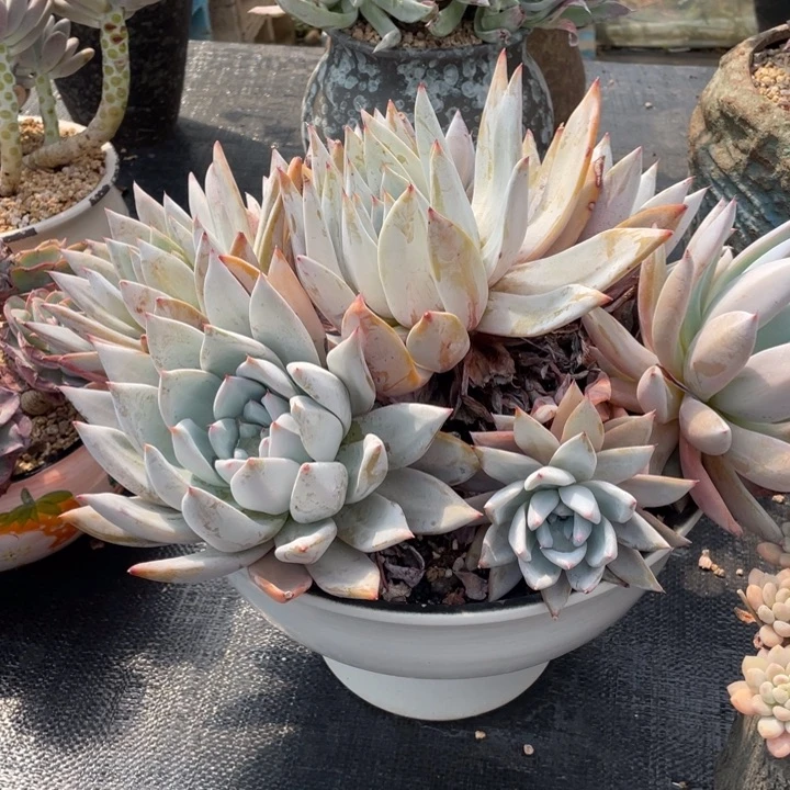 ?**?弥一物一一拍一拍