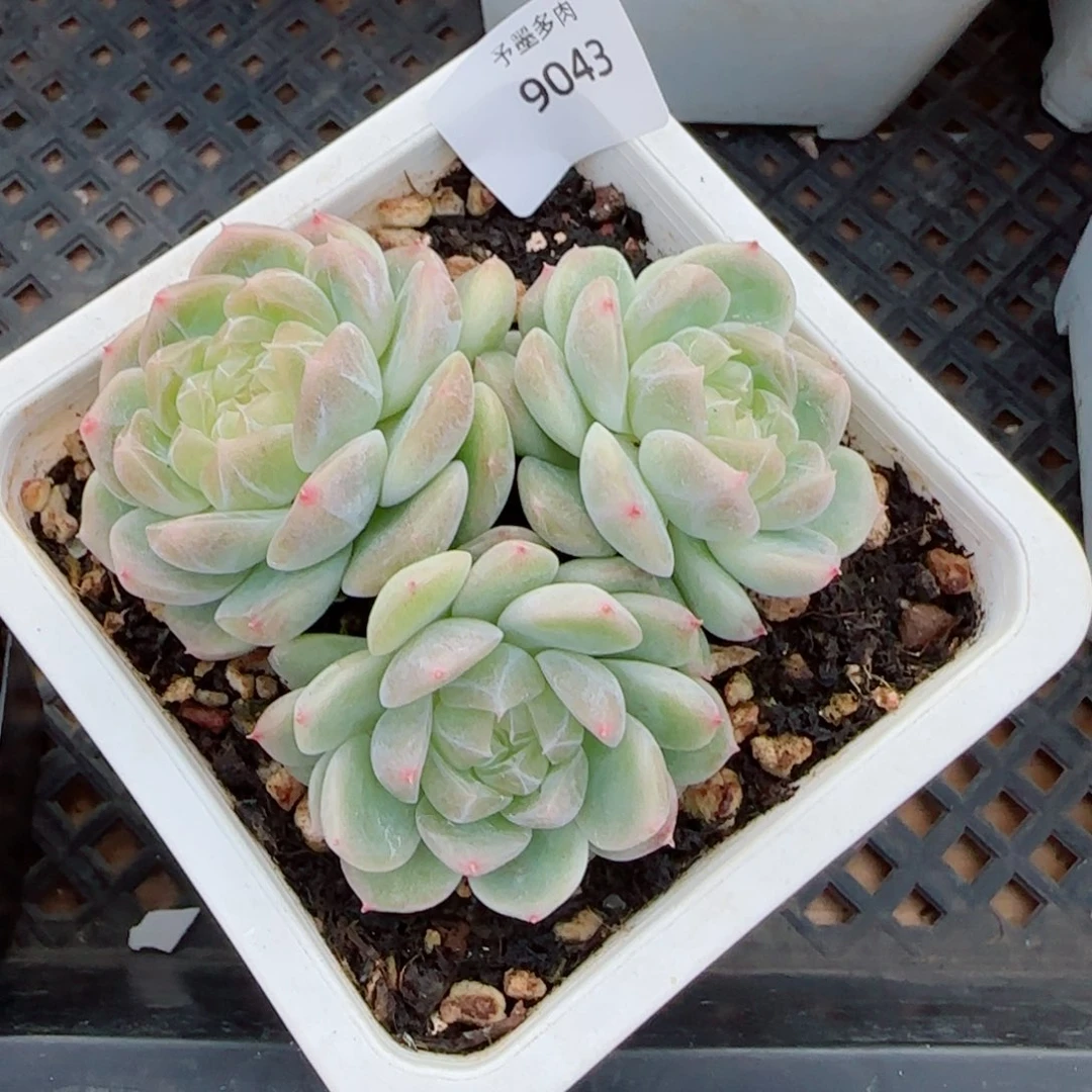 白底泼天富贵，9043多肉植物