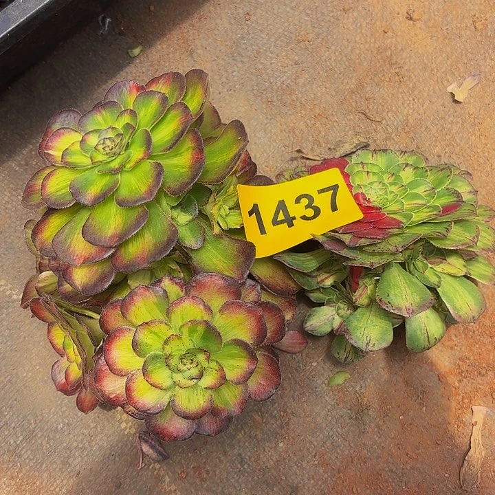 多肉植物福利活动1437
