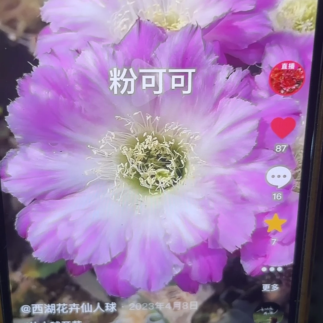 粉可可彩侧牙20包邮仙人球8