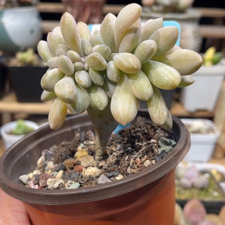 醉美人白拉丝锦缀591号的多肉啊啊