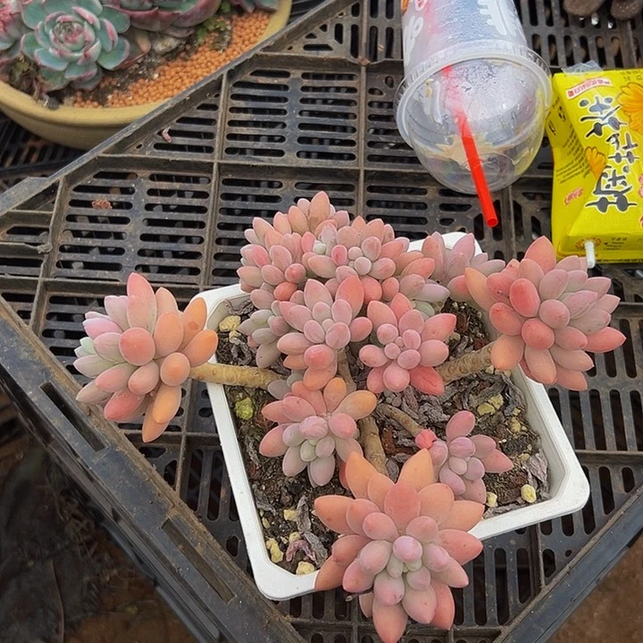 白芳盆汤圆一物一拍